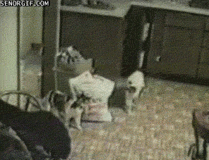 scaredy-cat-peek-a-boo-funny.gif