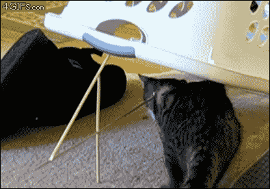 scaredy-cat-safe-haven-cat-shelter-cat-hideout.gif