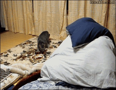scared_cat-mattress-monster-nine-lives-kitten-funny.gif
