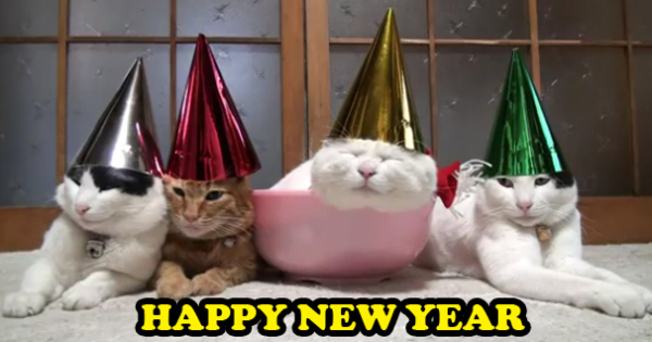HAPPY-NEW-YEAR-CATS-in-cute-kitty-hats-600x315.jpg