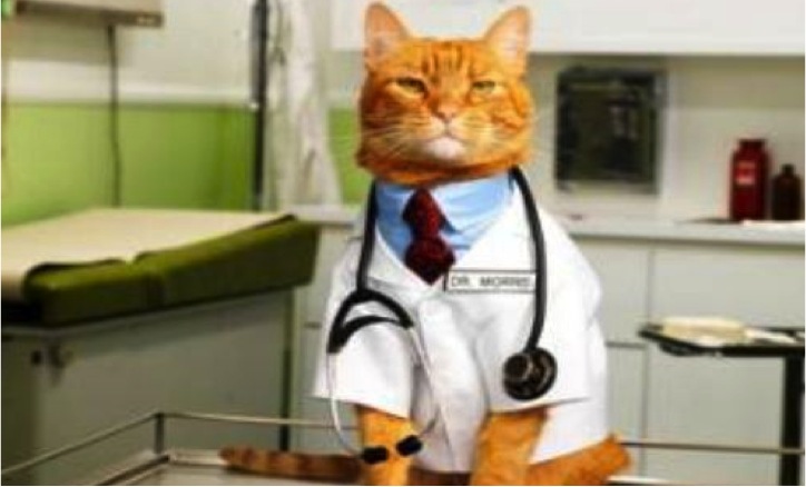 cats doctor
