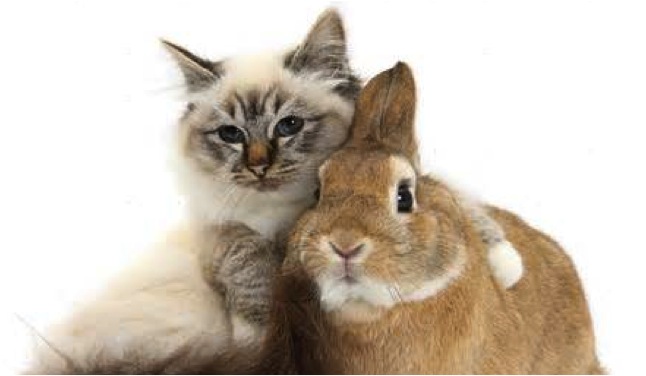 It's Caturday! Bunny and Fluffy Cat and more... Cats vs Cancer