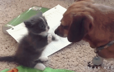 cute-baby-kitten-and-puppy.gif