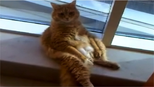 Fluffy Orange Kitten Sits Like A Human Cats vs Cancer