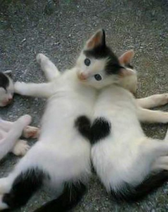 Valentines-Day-Cats-pics.jpg