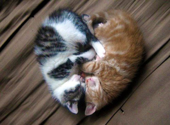 [Image: kitty-valentine-heart-cute-cats.jpg]
