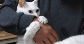 fluffy white kitten demands belly rubs