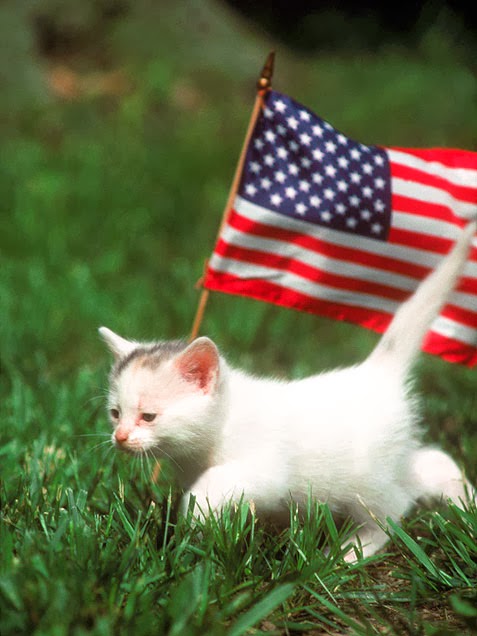 Image result for memorial day cat