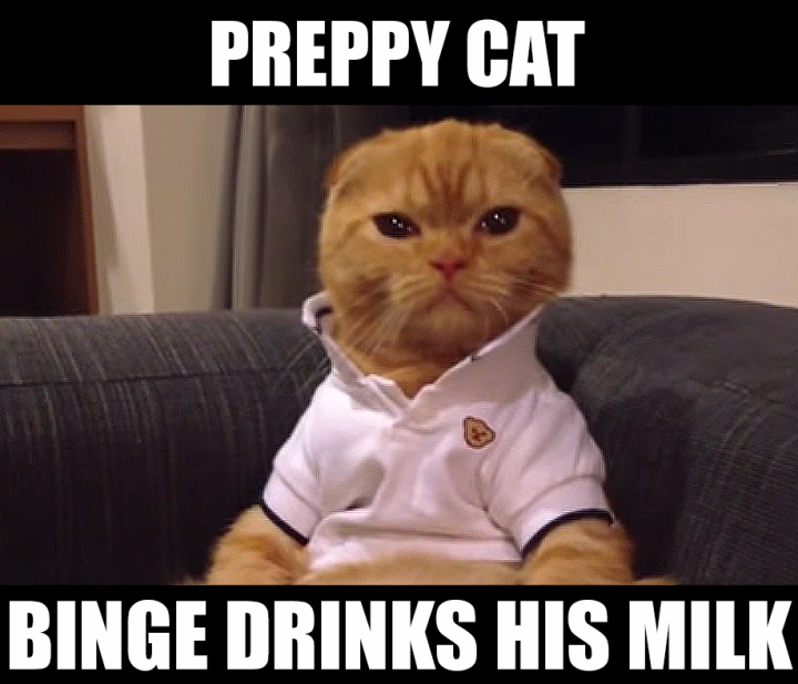 Top 30 Funny Kitten Pictures Bestfunnies Com Funny Pictures