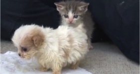 adorable rescue puppy and kitten are besties