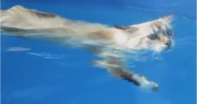 cathlete cat swims like a boss