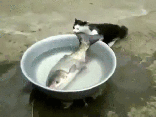 hungry-cat-gets-big-fish-breakfast-catur