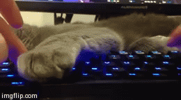 computer-keyboard-cat-is-lazy.gif