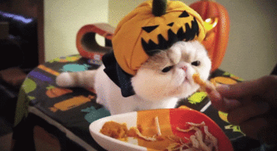 Celebrate Caturday With Halloween Cats & More - Cats vs Cancer