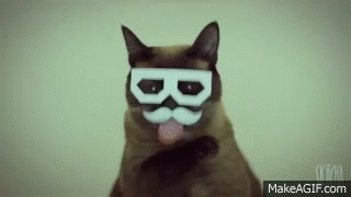 crazy-mustache-cat-movember-kitty-lolcats.gif