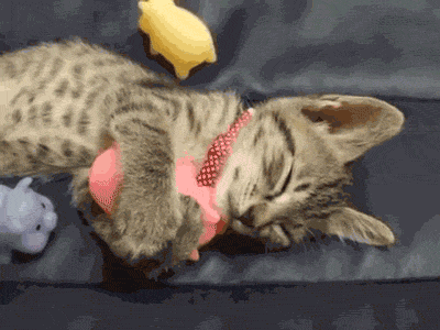 tumblr_nqoe1fZh281tyncywo1_400.gif