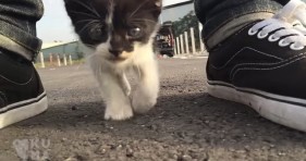 adorable stray kitten acts like a baby duck