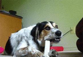 precious-kitten-plays-with-puppy-unlikely-friendship-caturday.gif