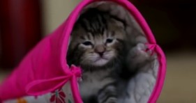 Kitten Mittens!! - YouTube