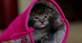 Mitten a kitten in