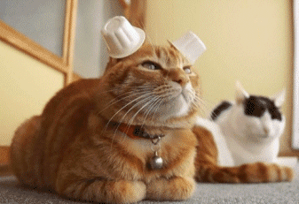 cups-on-cat-ears-funny-hungry-cats.gif