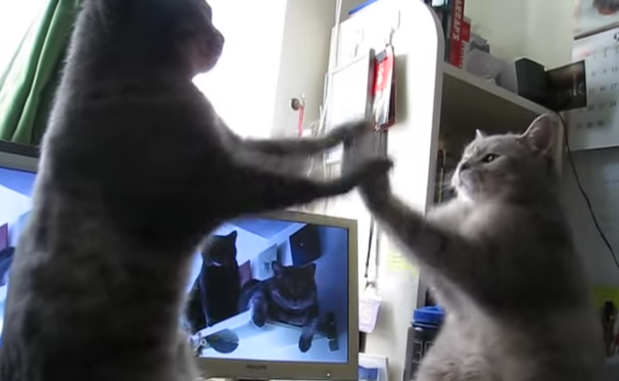 French cats playing patty cake