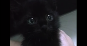 toy kitten that meows
