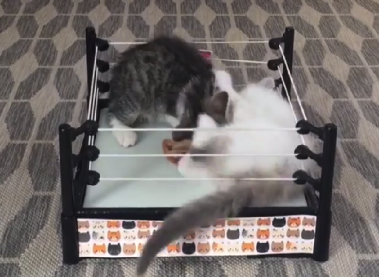 Move Over MMA, Kitty Wrestling Is The Next Big Thing - Cats vs Cancer