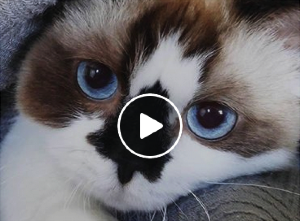 Albert Baby Cat Is More Than Just Cute Cats Vs Cancer