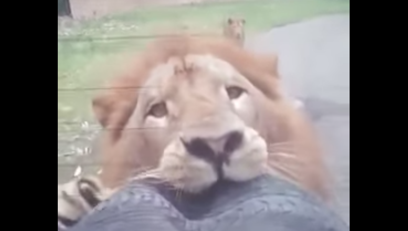 Big Cat Attack: Lion vs Car - Cats vs Cancer