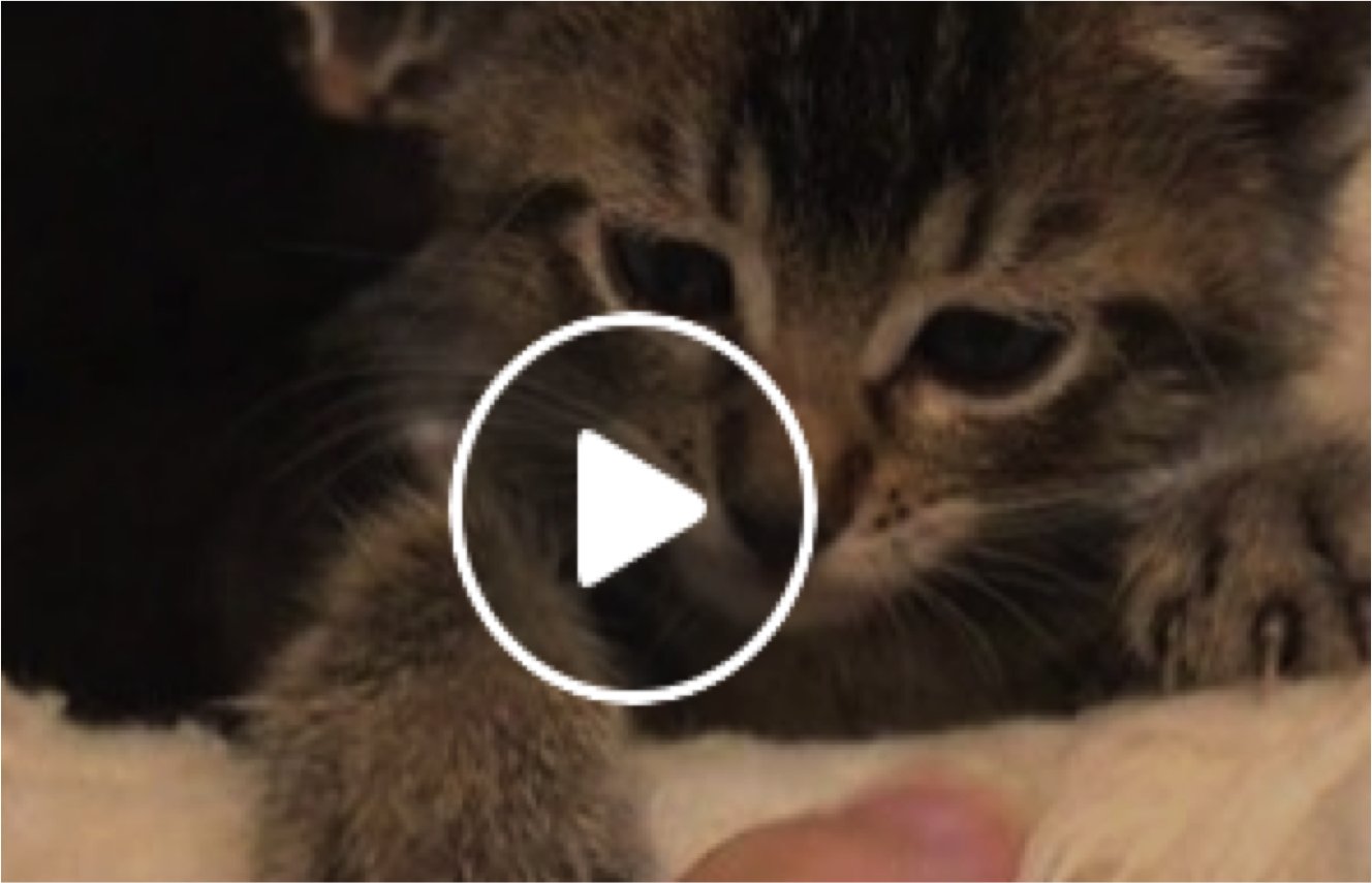 Playful Baby Kittens Alert! Cats vs Cancer