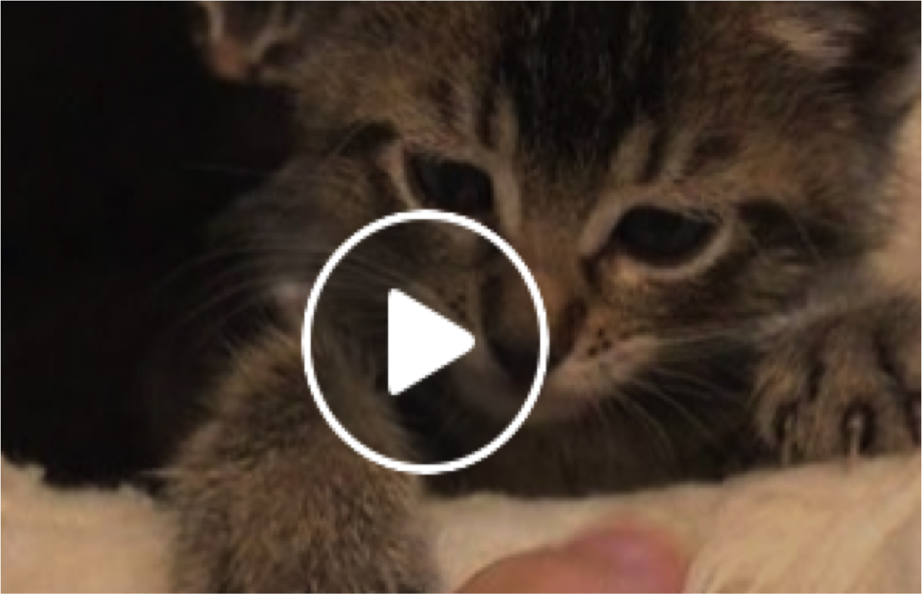 where to get baby kittens