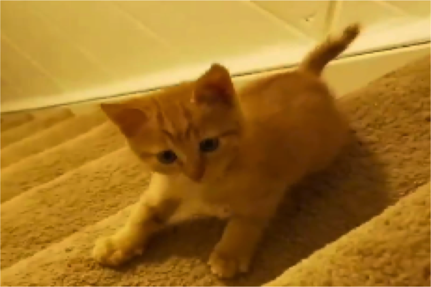 orange kitty