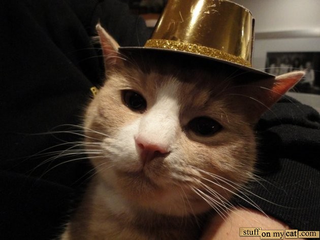 cute kitty happy new year cat hat