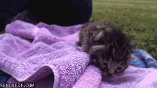 adorable-sleepy-kitten-caturday.gif